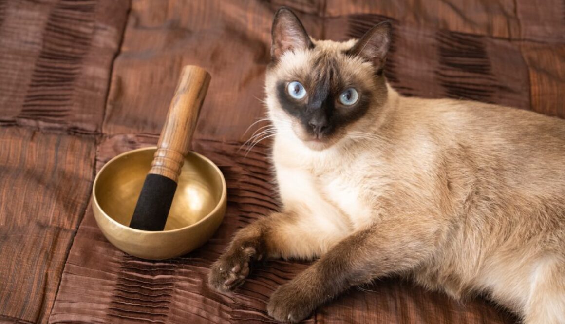 Die heilsame Welt der Klangschalen für Tiere